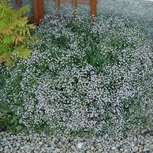 Attēlu rezultāti vaicājumam “Gypsophila paniculata”