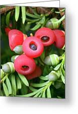 Attēlu rezultāti vaicājumam “Taxus baccata fruit”