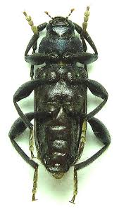 Attēlu rezultāti vaicājumam “Callidium violaceum”