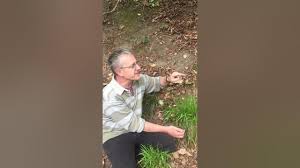 Attēlu rezultāti vaicājumam “Luzula pilosa fruit”