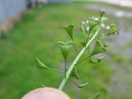 Attēlu rezultāti vaicājumam “Capsella bursa-pastoris bud”