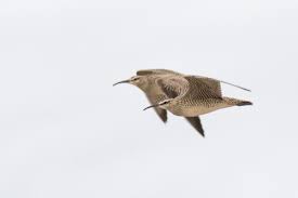 Attēlu rezultāti vaicājumam “Numenius phaeopus”