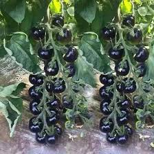 Afbeeldingsresultaat voor debarro black tomato