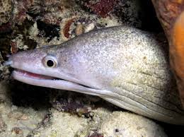 Image result for Gymnothorax vicinus