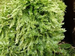 Attēlu rezultāti vaicājumam “Plagiothecium succulentum”