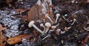 Attēlu rezultāti vaicājumam “Cudoniella acicularis”