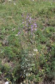 Attēlu rezultāti vaicājumam “Campanula bononiensis”