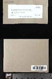 Attēlu rezultāti vaicājumam “Sphagnum platyphyllum”