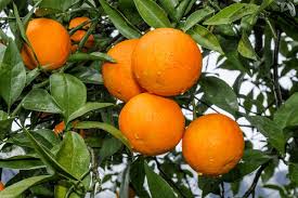 Attēlu rezultāti vaicājumam “Juglans x sinensis fruit”