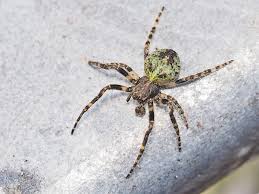 Attēlu rezultāti vaicājumam “Gibbaranea gibbosa”