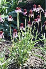 Image result for Echinacea angustifolia