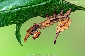 Attēlu rezultāti vaicājumam “Stauropus fagi”