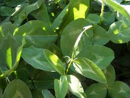 Attēlu rezultāti vaicājumam “Trifolium pratense leaf”