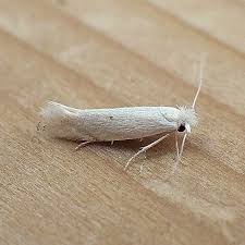 Attēlu rezultāti vaicājumam “Bucculatricidae”