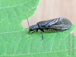 Attēlu rezultāti vaicājumam “Dryophilocoris flavoquadrimaculatus imago”