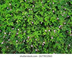 Image result for pohon semalu images