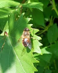 Image result for selvatici tehron