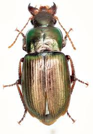 Attēlu rezultāti vaicājumam “Harpalus sp.”