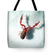 Attēlu rezultāti vaicājumam “Chelifer cancroides”