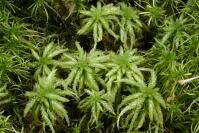 Attēlu rezultāti vaicājumam “Sphagnum centrale”