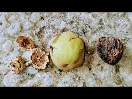 Attēlu rezultāti vaicājumam “Juglans x sinensis fruit”