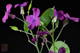Attēlu rezultāti vaicājumam “Lunaria annua flower”