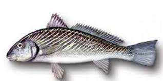 Image result for Umbrina cirrosa