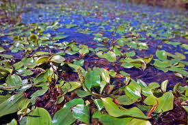 Attēlu rezultāti vaicājumam “Potamogeton gramineus”