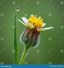 Attēlu rezultāti vaicājumam “Agrimonia pilosa bud”