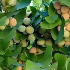 Attēlu rezultāti vaicājumam “Ginkgo biloba fruit”