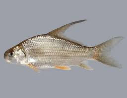 Image result for Carpiodes cyprinus