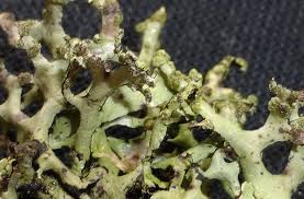 Attēlu rezultāti vaicājumam “Hypotrachyna sp.”