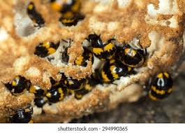 Attēlu rezultāti vaicājumam “Diaperis boleti imago”