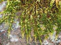 Attēlu rezultāti vaicājumam “Homalothecium sericeum”