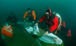 Image result for extreme ironing