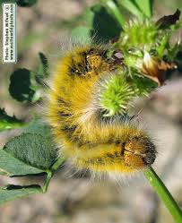 Attēlu rezultāti vaicājumam “Lasiocampa trifolii male”