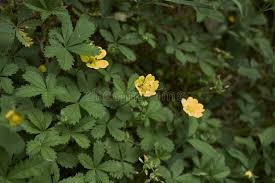 Attēlu rezultāti vaicājumam “Potentilla reptans leaf”