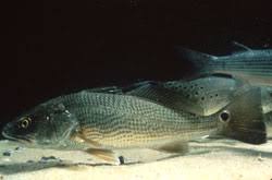 Image result for Sciaenops ocellatus