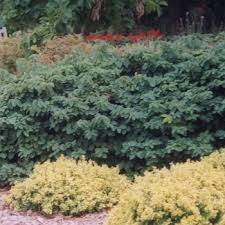 Attēlu rezultāti vaicājumam “Lonicera xylosteum flower”