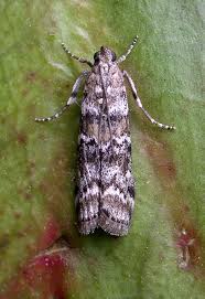 Attēlu rezultāti vaicājumam “Dioryctria abietella”