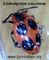 Attēlu rezultāti vaicājumam “Endomychus coccineus”