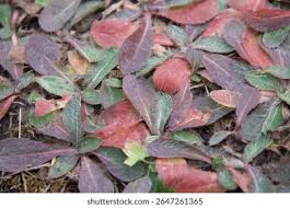 Attēlu rezultāti vaicājumam “Pilosella officinarum leaf”