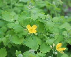 Image result for Chelidonium majus
