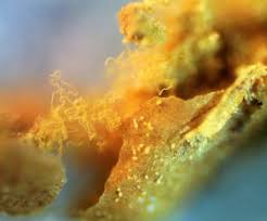 Attēlu rezultāti vaicājumam “Gulielmina vermicularis”