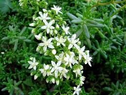 Attēlu rezultāti vaicājumam “Sedum album flower”