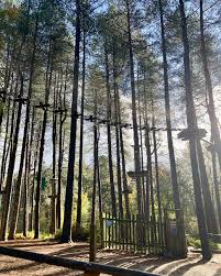 Image result for The Go Ape Experience (Delamere Forest)
