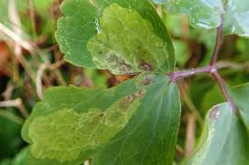 Attēlu rezultāti vaicājumam “Phytomyza minuscula”