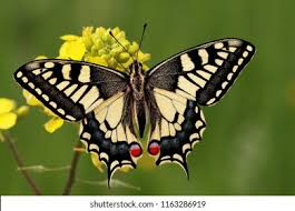 Attēlu rezultāti vaicājumam “Papilio machaon”