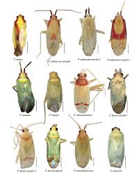 Attēlu rezultāti vaicājumam “Miridae”