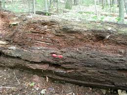 Attēlu rezultāti vaicājumam “Tubifera ferruginosa (subsp. ferruginosa) spores”